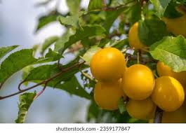 Attēlu rezultāti vaicājumam “Prunus domestica subsp. domestica leaf”