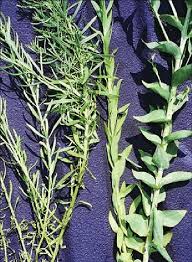 Attēlu rezultāti vaicājumam “Linaria vulgaris leaf”