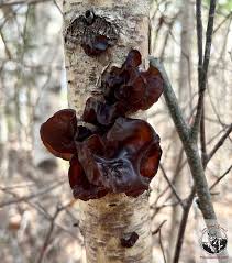 Attēlu rezultāti vaicājumam “Exidia saccharina”