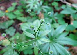 Attēlu rezultāti vaicājumam “Oenothera rubricauli”