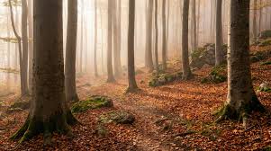 Image result for лес,