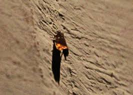 Attēlu rezultāti vaicājumam “Pammene rhediella”