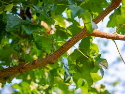 Attēlu rezultāti vaicājumam “Acer campestre”