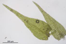 Attēlu rezultāti vaicājumam “Amblystegium serpens macro”