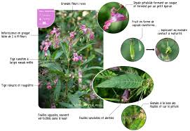 Attēlu rezultāti vaicājumam “Impatiens glandulifera fruit”