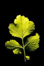 Attēlu rezultāti vaicājumam “Geum urbanum leaf”