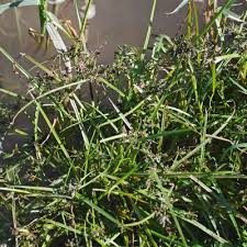 Attēlu rezultāti vaicājumam “Cyperus fuscus”