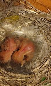 Attēlu rezultāti vaicājumam “Muscicapa striata nest”