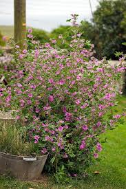 Image result for Malva sylvestris