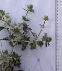 Attēlu rezultāti vaicājumam “Eryngium maritimum leaf”