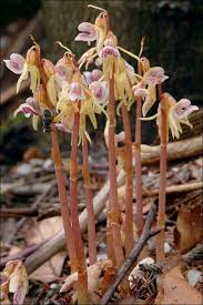 Attēlu rezultāti vaicājumam “Epipogium aphyllum”