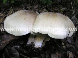 Image result for macrocybe titans