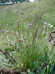 Attēlu rezultāti vaicājumam “Festuca ovina flower”