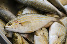 Image result for Sarpa salpa