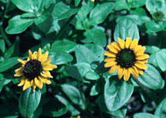 Image result for Sanvitalia procumbens