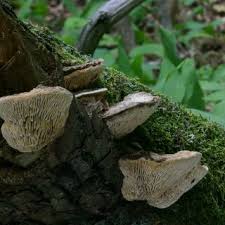 Attēlu rezultāti vaicājumam “Perenniporia medulla-panis”