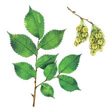 Attēlu rezultāti vaicājumam “Ulmus laevis leaf”