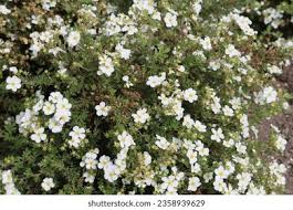 Attēlu rezultāti vaicājumam “Potentilla alba”