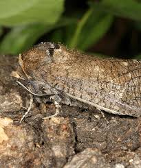 Attēlu rezultāti vaicājumam “Cossus cossus”