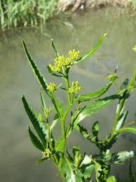 Attēlu rezultāti vaicājumam “Rorippa amphibia leaf”