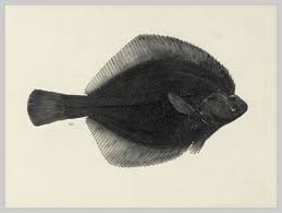 Image result for Parophrys vetulus