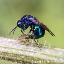 Attēlu rezultāti vaicājumam “Chrysididae”
