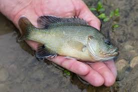 Image result for Lepomis cyanellus
