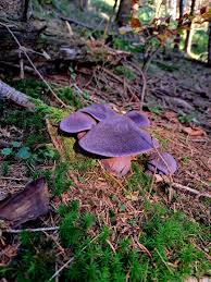 Attēlu rezultāti vaicājumam “Cortinarius violaceus”