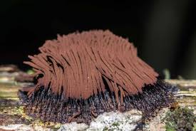 Attēlu rezultāti vaicājumam “Arcyria, Heterotrichia sp.”