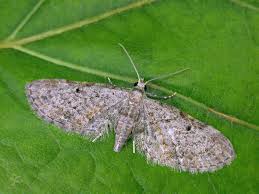 Attēlu rezultāti vaicājumam “Eupithecia tenuiata”