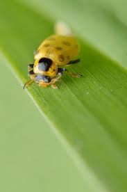 Attēlu rezultāti vaicājumam “Hippodamia tredecimpunctata”