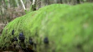 Attēlu rezultāti vaicājumam “Brachythecium rutabulum sporophyte”