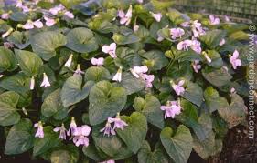 Attēlu rezultāti vaicājumam “Viola canina flower”