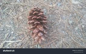 Attēlu rezultāti vaicājumam “Pinus sylvestris fruit”