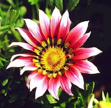 Image result for Gazanien