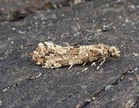 Attēlu rezultāti vaicājumam “Morophaga choragella”