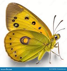 Attēlu rezultāti vaicājumam “Colias croceus”