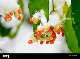 Attēlu rezultāti vaicājumam “Euonymus fruit”