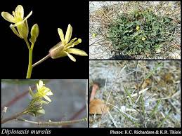 Attēlu rezultāti vaicājumam “Diplotaxis muralis flower”