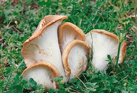 Attēlu rezultāti vaicājumam “Polyporus melanopus”
