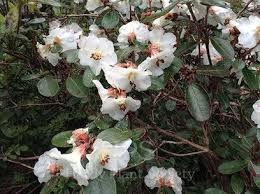 Attēlu rezultāti vaicājumam “Gaultheria cuneata”