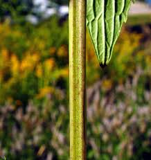 Attēlu rezultāti vaicājumam “Mentha spicata leaf”