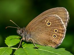 Attēlu rezultāti vaicājumam “Aphantopus hyperantus underside”