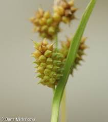 Attēlu rezultāti vaicājumam “Carex viridula”