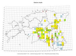 Attēlu rezultāti vaicājumam “Galium rivale”