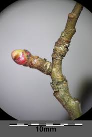 Attēlu rezultāti vaicājumam “Crataegus laevigata bud”