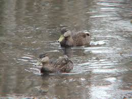 Image result for Anas rubripes