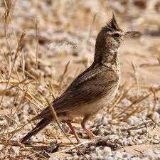 Image result for Galerida cristata