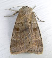 Attēlu rezultāti vaicājumam “Badhamiopsis praetermissa”