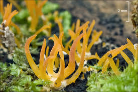 Attēlu rezultāti vaicājumam “Calocera cornea”